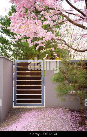 Das Tor befindet sich neben der Sakura. Gefallene Sakura-Blüten. Stockfoto