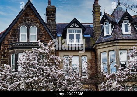 Traditionelles Backsteinhaus mit Giebeldächern und Dachfenstern, eingerahmt von blühenden Kirschbäumen unter einem klaren blauen Himmel in Harrogate, North Yorkshire. Stockfoto