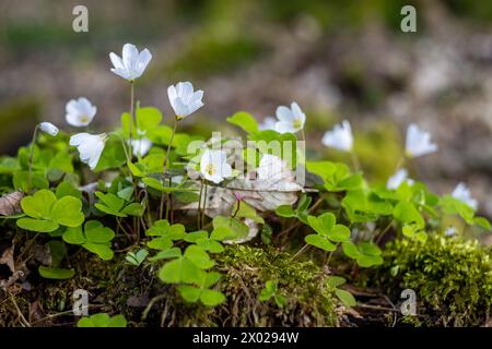 Blühender Waldsauerklee Harz Selketal Stockfoto