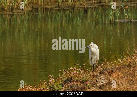 Kleiner Reiher an einem Teich und (Armeria maritima) blüht in Hayle, Cornwall, England, Großbritannien Stockfoto