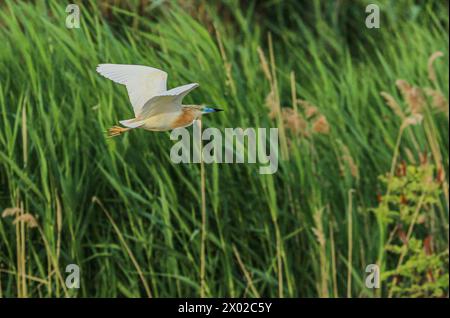 Squacco Fischreiher fliegen über das Schilfbett im Hortobagy-Nationalpark, Ungarn Stockfoto