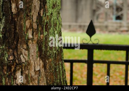 Ein Baum mit Moos, der darauf wächst, und ein Zaun im Hintergrund. Der Zaun ist schwarz und hat ein spitzes Design Stockfoto