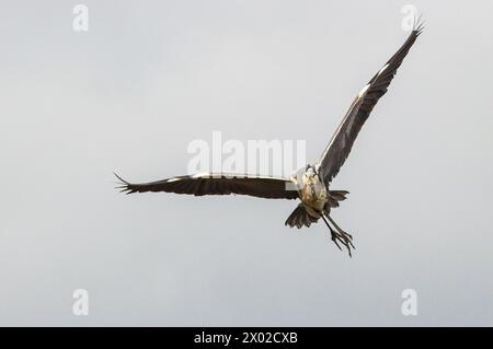 Graureiher im Flug Stockfoto