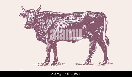 Kuh, Stier, Rindfleisch. Vintage-Retro-Druck Stock Vektor