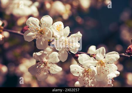 Schöner abstrakter Hintergrund des blumigen Frühlings der Natur. Zweige der blühenden Aprikose. Makroaufnahme. Für Feiertagskarten mit Kopierraum. Stockfoto