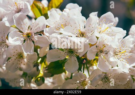 Schöner abstrakter Hintergrund des blumigen Frühlings der Natur. Zweige der blühenden Aprikose. Makroaufnahme. Für Feiertagskarten mit Kopierraum. Stockfoto