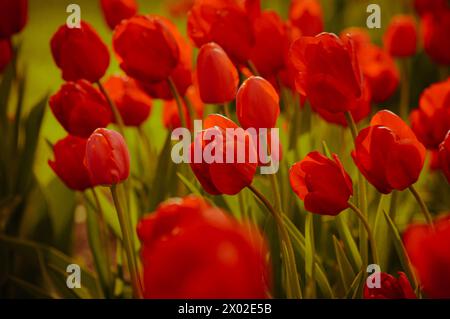 Hintergrund der roten Tulpenblüten. Wunderschöner Blick auf die roten Tulpen im Frühling oder Sommer. Herrliche Frühlingsnatur oder Festkonzept. Stockfoto