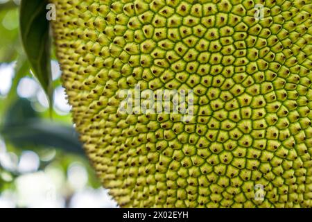 Nahfokussierung der Haut einer reifenden Jackfrucht (Artocarpus heterophyllus). Stockfoto