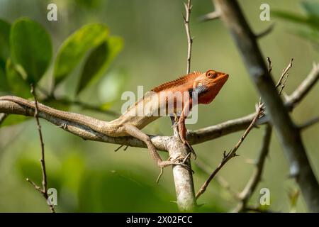 Eine männliche orientalische Garteneidechse (Calotes versicolor) färbt sich während einer Zuchtausstellung orange und schwarz, während sie sich auf einem Zweig zwischen Laub befindet. Stockfoto