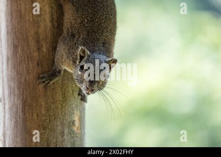 Ein Irrawaddy-Eichhörnchen (Callosciurus pygerythrus) starrt auf die Kamera, während es kopfüber auf den Stamm eines Baumes steht. Stockfoto