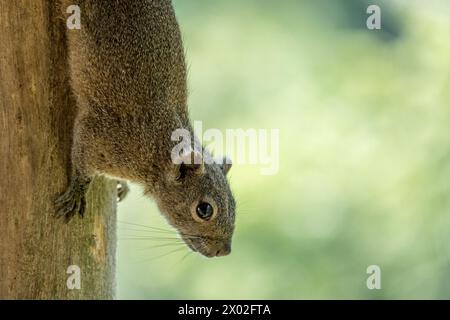 Eine Seitenansicht eines Irrawaddy-Eichhörnchens oder eines Raubbauchhörnchens aus dem Himalaya (Callosciurus pygerythrus) auf dem Stamm eines Baumes. Stockfoto