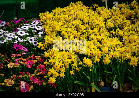 Lebendige Gartenszene mit üppigen gelben Narzissen im Vordergrund, ergänzt durch rosa und weiße Gänseblümchen vor grünem Hintergrund i Stockfoto