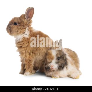 Süße flauschige Hauskaninchen isoliert auf weiß Stockfoto