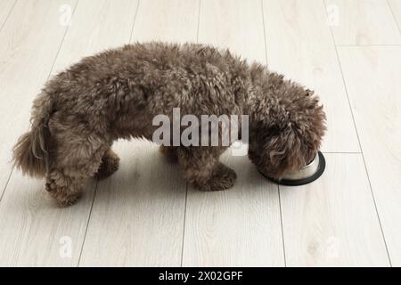 Der süße Maltipoo-Hund isst aus seiner Schüssel auf dem Boden. Schönes Haustier Stockfoto