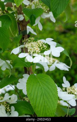 Viburnum plicatum tomentosum Kilimanjaro Sonnenaufgang, japanischer Schneeball Kilimanjaro Sonnenaufgang, kompakte, weiße Schnürmürblumen, Stockfoto