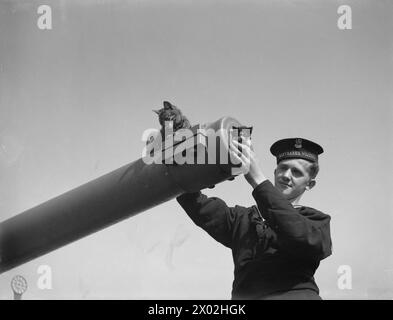 DIE POLNISCHE MARINE IN GROSSBRITANNIEN, 1939-1947 – Spitzky, das kleine graue Kätzchen-Maskottchen und der kleinste Seemann an Bord des Zerstörers ORP Piorun (Thunderbolt), hatte ihren Nervenkitzel im Kampf gegen das deutsche Schlachtschiff Bismarck. Ihr Schiff war das erste, das während der Jagd das Feuer eröffnete, während der sie fast über Bord gewaschen wurde.mit Spitzky ist ihre Mutter, Juni 1941 polnische Marine, polnische Marine, ORP Piorun, Zerstörer, (1940) Stockfoto