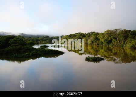 Morgennebel auf dem Amana River, einem Amazonas-Nebenfluss, Bundesstaat Amazonas, Brasilien Stockfoto