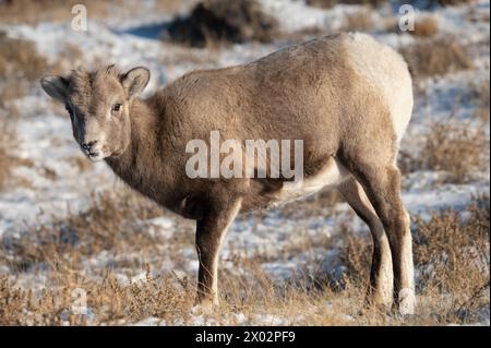 Felsiges Dickhornschafe (Ovis canadensis) Lamm auf einem winterlichen Berg, Jasper Nationalpark, UNESCO-Weltkulturerbe, Alberta, Kanada Stockfoto