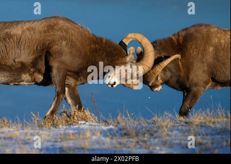 Felsige Dickhornböcke (ovis canadensis) während der Brunftsaison, Jasper-Nationalpark, UNESCO-Weltkulturerbe, Alberta Stockfoto