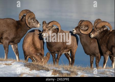 Felsige Dickhornböcke (ovis canadensis) während der Brunftsaison, Jasper Nationalpark, UNESCO-Weltkulturerbe, Alberta Stockfoto