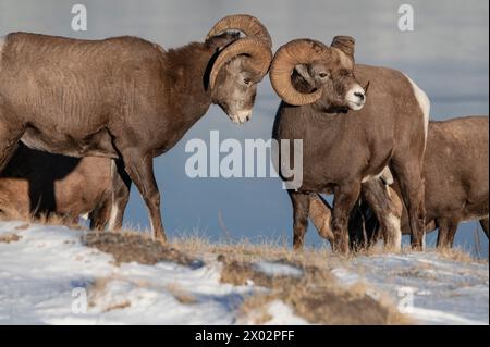 Felsige Dickhornböcke (ovis canadensis) während der Brunftsaison, Jasper Nationalpark, UNESCO-Weltkulturerbe, Alberta Stockfoto