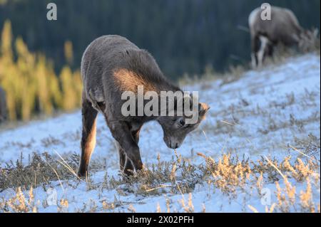 Felsiges Dickhornschafe (Ovis canadensis) Lamm auf einem winterlichen Berg, Jasper Nationalpark, UNESCO-Weltkulturerbe, Alberta, Kanadische Rocky Mountains Stockfoto