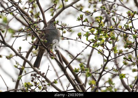 Dunnock prunella modularis, thronend singend in Baum kastanienbraunem Rücken blau graue Unterteile gestreifte Flanken und Nadel wie Bill Spring Season UK Stockfoto