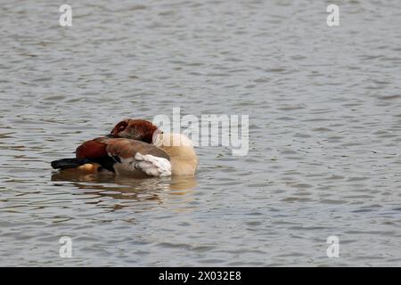 ägyptische Gans alopochen aegyptiaca, dunkelbraune Augenflecken blassbraunes Gefieder, weiße Flügelflecken rötlich rosa Beine, die im See schwimmen Stockfoto