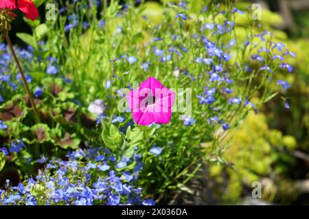 Eine einzelne rosa Petunie Blume isoliert vor einem Hintergrund von wilden Blumen Stockfoto