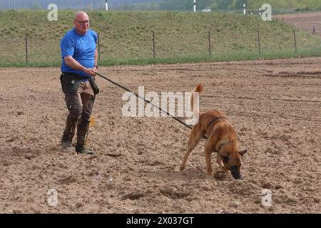 Torsten Wenzel 57 Mitglied im Hundesportverein Güstrow e.V. trainiert am Dienstag 09.04.2024 in Linstow Landkreis Rostock mit seinem Belgischen Schäferhund BAM von null auf Hundert 4 die Fährtenarbeit. Im Ort beginnt am Nachmittag die Weltmeisterschaft der Fährtenhunde. An der Veranstaltung, die bis zum Sonntag 14.04.2024 dauert, beteiligt sich 48 Hunde aus 22 Nationen. Sie haben bei dieser Aufgabe, eine von einem sogenannten Fährtenleger erzeugte Spur genau nachschnüffeln und verfolgen. Dabei dürfen sie sich auch von nichts ablenken lassen, wenn sie die Meisterschaft gewinnen woll Stockfoto