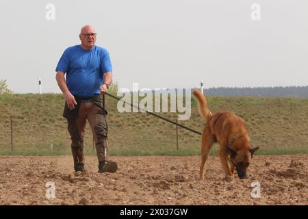 Torsten Wenzel 57 Mitglied im Hundesportverein Güstrow e.V. trainiert am Dienstag 09.04.2024 in Linstow Landkreis Rostock mit seinem Belgischen Schäferhund BAM von null auf Hundert 4 die Fährtenarbeit. Im Ort beginnt am Nachmittag die Weltmeisterschaft der Fährtenhunde. An der Veranstaltung, die bis zum Sonntag 14.04.2024 dauert, beteiligt sich 48 Hunde aus 22 Nationen. Sie haben bei dieser Aufgabe, eine von einem sogenannten Fährtenleger erzeugte Spur genau nachschnüffeln und verfolgen. Dabei dürfen sie sich auch von nichts ablenken lassen, wenn sie die Meisterschaft gewinnen woll Stockfoto