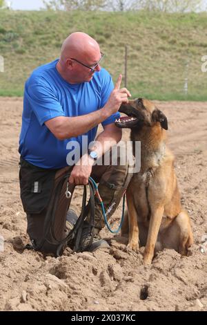 Torsten Wenzel 57 Mitglied im Hundesportverein Güstrow e.V. trainiert am Dienstag 09.04.2024 in Linstow Landkreis Rostock mit seinem Belgischen Schäferhund BAM von null auf Hundert 4 die Fährtenarbeit. Im Ort beginnt am Nachmittag die Weltmeisterschaft der Fährtenhunde. An der Veranstaltung, die bis zum Sonntag 14.04.2024 dauert, beteiligt sich 48 Hunde aus 22 Nationen. Sie haben bei dieser Aufgabe, eine von einem sogenannten Fährtenleger erzeugte Spur genau nachschnüffeln und verfolgen. Dabei dürfen sie sich auch von nichts ablenken lassen, wenn sie die Meisterschaft gewinnen woll Stockfoto