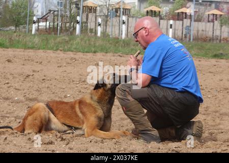 Torsten Wenzel 57 Mitglied im Hundesportverein Güstrow e.V. trainiert am Dienstag 09.04.2024 in Linstow Landkreis Rostock mit seinem Belgischen Schäferhund BAM von null auf Hundert 4 die Fährtenarbeit. Im Ort beginnt am Nachmittag die Weltmeisterschaft der Fährtenhunde. An der Veranstaltung, die bis zum Sonntag 14.04.2024 dauert, beteiligt sich 48 Hunde aus 22 Nationen. Sie haben bei dieser Aufgabe, eine von einem sogenannten Fährtenleger erzeugte Spur genau nachschnüffeln und verfolgen. Dabei dürfen sie sich auch von nichts ablenken lassen, wenn sie die Meisterschaft gewinnen woll Stockfoto