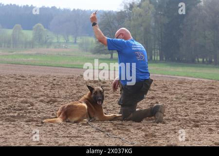 Torsten Wenzel 57 Mitglied im Hundesportverein Güstrow e.V. trainiert am Dienstag 09.04.2024 in Linstow Landkreis Rostock mit seinem Belgischen Schäferhund BAM von null auf Hundert 4 die Fährtenarbeit. Im Ort beginnt am Nachmittag die Weltmeisterschaft der Fährtenhunde. An der Veranstaltung, die bis zum Sonntag 14.04.2024 dauert, beteiligt sich 48 Hunde aus 22 Nationen. Sie haben bei dieser Aufgabe, eine von einem sogenannten Fährtenleger erzeugte Spur genau nachschnüffeln und verfolgen. Dabei dürfen sie sich auch von nichts ablenken lassen, wenn sie die Meisterschaft gewinnen woll Stockfoto