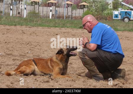 Torsten Wenzel 57 Mitglied im Hundesportverein Güstrow e.V. trainiert am Dienstag 09.04.2024 in Linstow Landkreis Rostock mit seinem Belgischen Schäferhund BAM von null auf Hundert 4 die Fährtenarbeit. Im Ort beginnt am Nachmittag die Weltmeisterschaft der Fährtenhunde. An der Veranstaltung, die bis zum Sonntag 14.04.2024 dauert, beteiligt sich 48 Hunde aus 22 Nationen. Sie haben bei dieser Aufgabe, eine von einem sogenannten Fährtenleger erzeugte Spur genau nachschnüffeln und verfolgen. Dabei dürfen sie sich auch von nichts ablenken lassen, wenn sie die Meisterschaft gewinnen woll Stockfoto