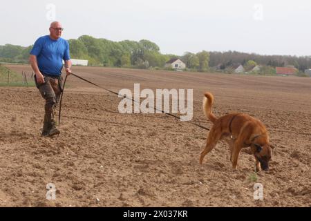 Torsten Wenzel 57 Mitglied im Hundesportverein Güstrow e.V. trainiert am Dienstag 09.04.2024 in Linstow Landkreis Rostock mit seinem Belgischen Schäferhund BAM von null auf Hundert 4 die Fährtenarbeit. Im Ort beginnt am Nachmittag die Weltmeisterschaft der Fährtenhunde. An der Veranstaltung, die bis zum Sonntag 14.04.2024 dauert, beteiligt sich 48 Hunde aus 22 Nationen. Sie haben bei dieser Aufgabe, eine von einem sogenannten Fährtenleger erzeugte Spur genau nachschnüffeln und verfolgen. Dabei dürfen sie sich auch von nichts ablenken lassen, wenn sie die Meisterschaft gewinnen woll Stockfoto