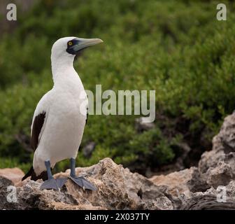 Maskierter Booby (Sula dactylatra), Ile Sud Ouest, Cosmoledo Atoll, Seychellen, Indischer Ozean Stockfoto