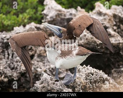 Masked Booby juvenile (Sula dactylatra), die ihre Flügel ausbreiten, Ile Sud Ouest, Cosmoledo Atoll, Seychellen, Indischer Ozean Stockfoto