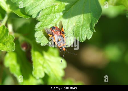 Close up Cinnamon Bug, Corizus Hyoscyami auf einem Stachelbeerstrauch, Ribes uva-crispa. Flügel öffnen. Stamm Rhopalini, Unterfamilie Rhopalinae, Stockfoto