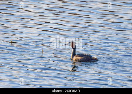 (Podiceps cristatus) schwimmt auf dem Wasser eines Sees. Stockfoto