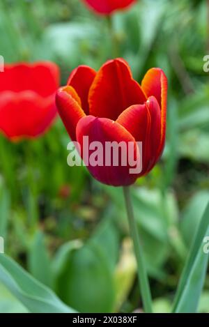 Tulip Devenish Stockfoto