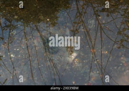 Chalfont St Peter, Großbritannien. März 2024. Ein Teil des Dorfes Chalfont St Peter bleibt für Fahrzeuge gesperrt, da Thames Water und ihre Auftragnehmer weiterhin Grundwasser und Abwasser aus Schächten im Dorf Chalfont St Peter in Buckinghamshire pumpen. Abwasser fließt in die High Street, und die Themse hat manchmal überschüssiges Abwasser direkt in den Fluss Misbourne gepumpt, einen wertvollen Kreidefluss. Es gibt weiterhin Forderungen nach Renationalisierung des Themsewassers. Kredit: Maureen McLean/Alamy Stockfoto