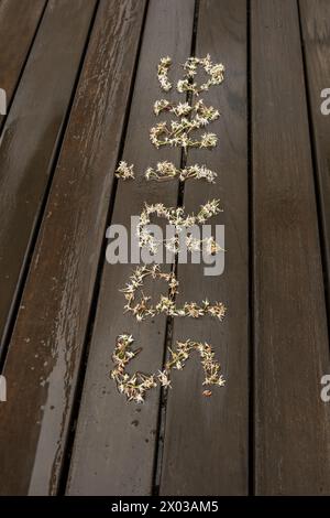 Ein Zeichen der Frühlingsblumen mit dem Wort Frühling auf dem nassen Dielenboden einer städtischen Terrasse Stockfoto