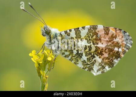 Ein männlicher Orange-Tip-Schmetterling, der auf einer gelben Blume ruht. Stockfoto