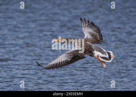 Ein Einzelflieger über einen Teich mit blauem Wasser im Hintergrund Stockfoto