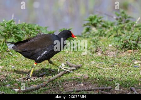 Ein einzelnes Moorhen, das am Rand eines Teichs entlang läuft Stockfoto