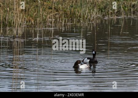 Männliche und weibliche getuftete Enten auf einem Teich mit Schilf im Hintergrund Stockfoto