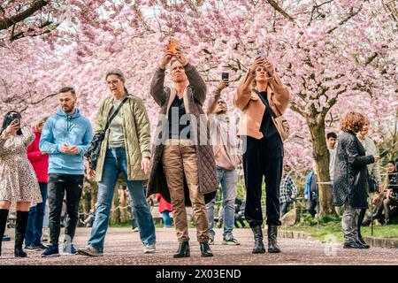 Fotos auf dem Bispebjerg Friedhof in Kopenhagen am Dienstag, 9. April 2024. Die Cherry Alley, die 1992 gegründet wurde, besteht aus 43 Bäumen. Die Gasse ist etwa 80 Meter lang und die Gemeinde Kopenhagen erwartet etwa 150 000 Besucher, um den Ort zu besuchen, während die Bäume blühen. (Foto: Thomas Traasdahl/Ritzau Scanpix) Stockfoto