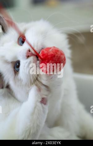 Niedliche Ragdoll-Katze, 4 Monate alt, spielt mit rotem Ball Stockfoto