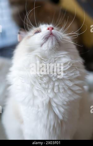Süße, flauschige Ragdoll-Katze, die aufblickt und um Aufmerksamkeit bittet. 5 Monate alt Stockfoto